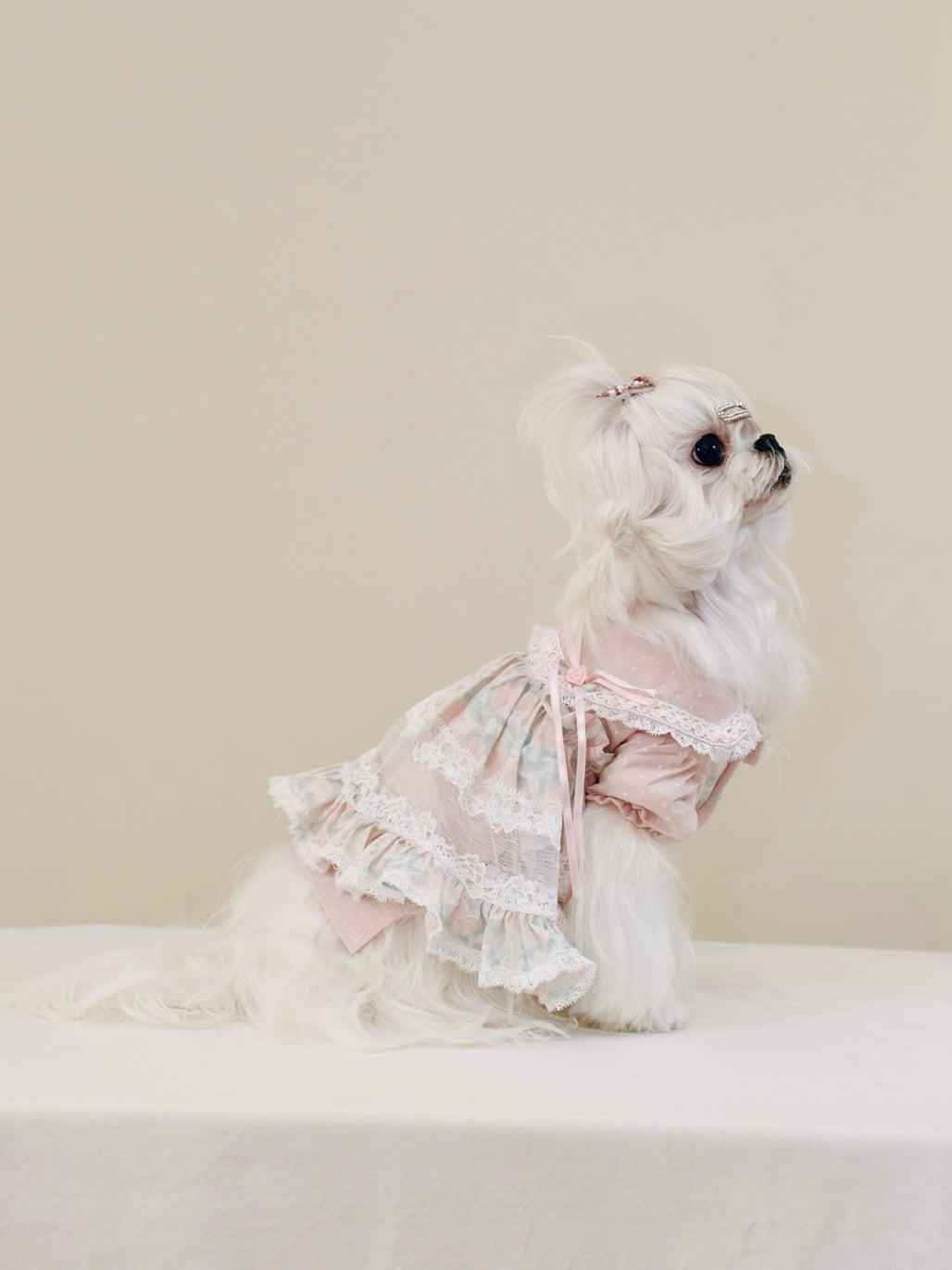 Paninii Garden Collection