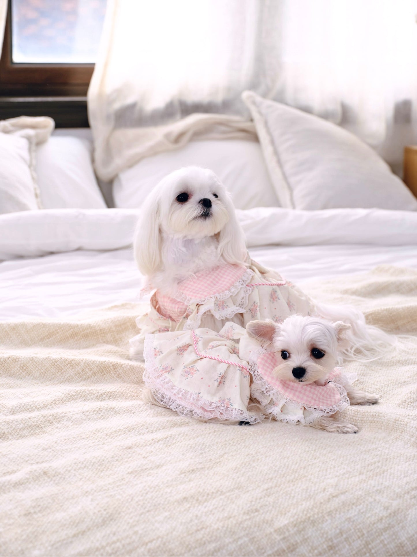 Paninii Garden Collection