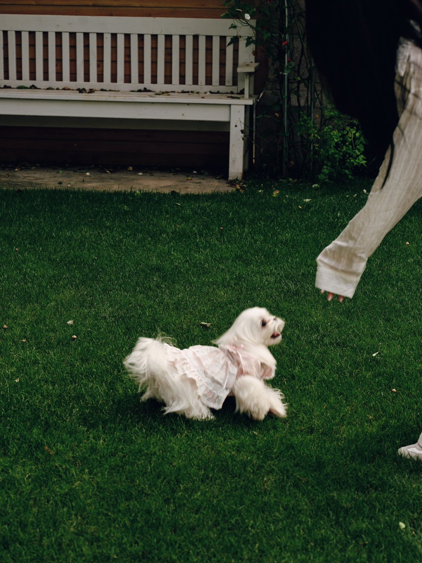 Paninii Garden Collection