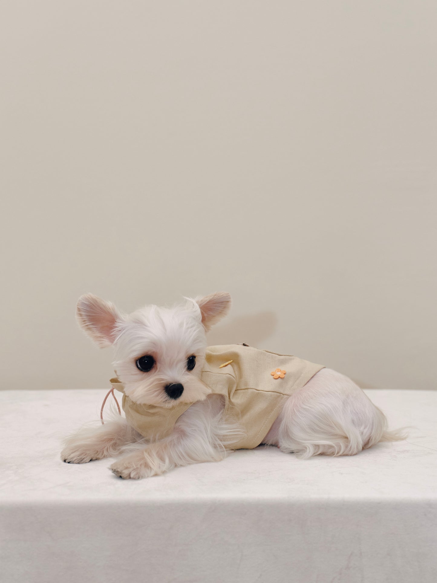 Paninii Artist’s Embroidered Patch Collection