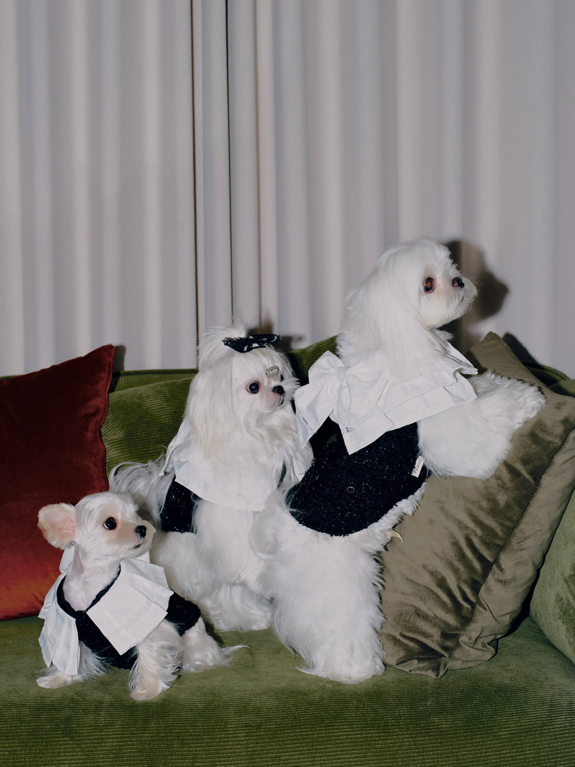 Paninii Teatime Collection