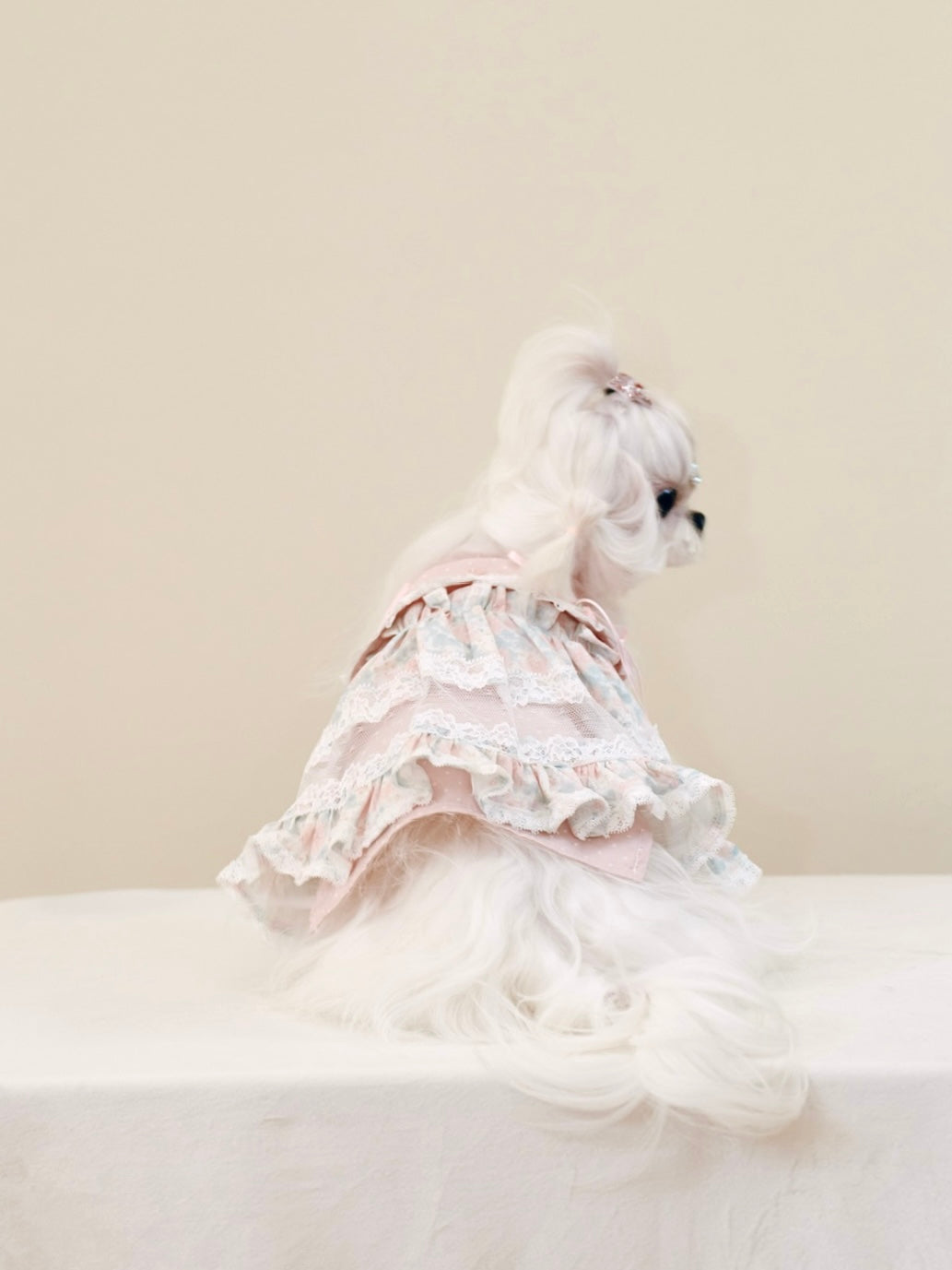 Paninii Garden Collection