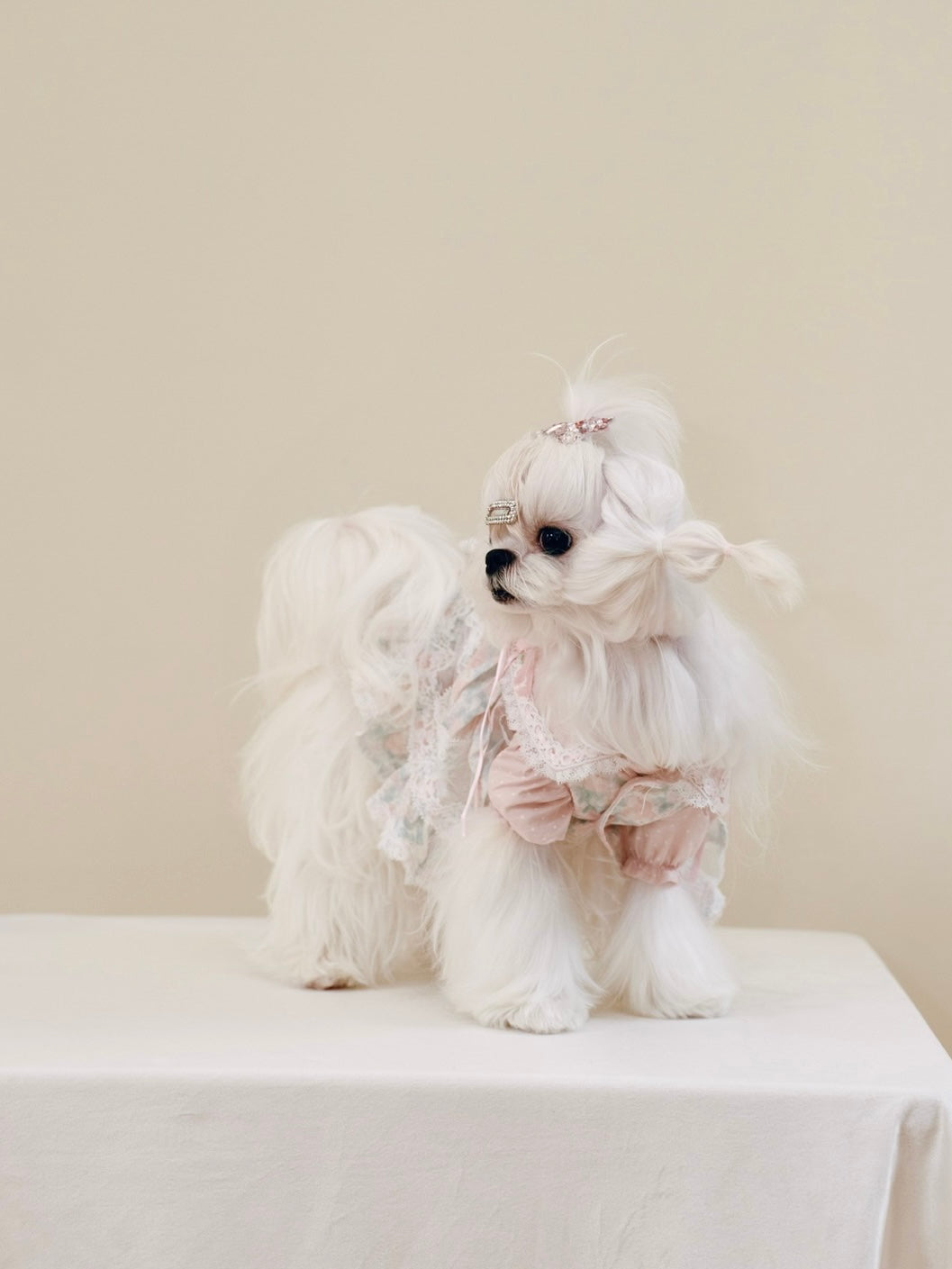 Paninii Garden Collection