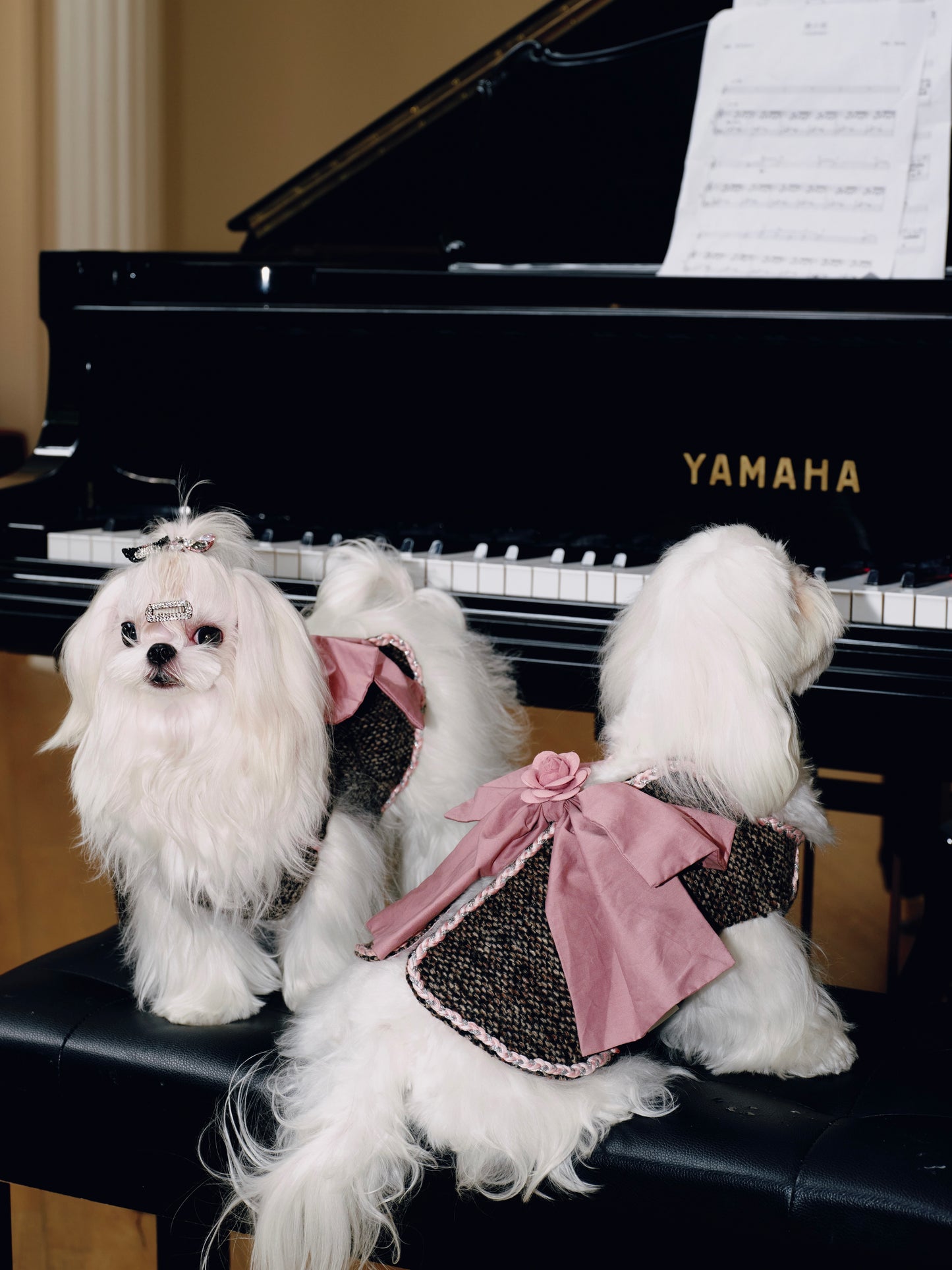 Paninii Teatime Collection