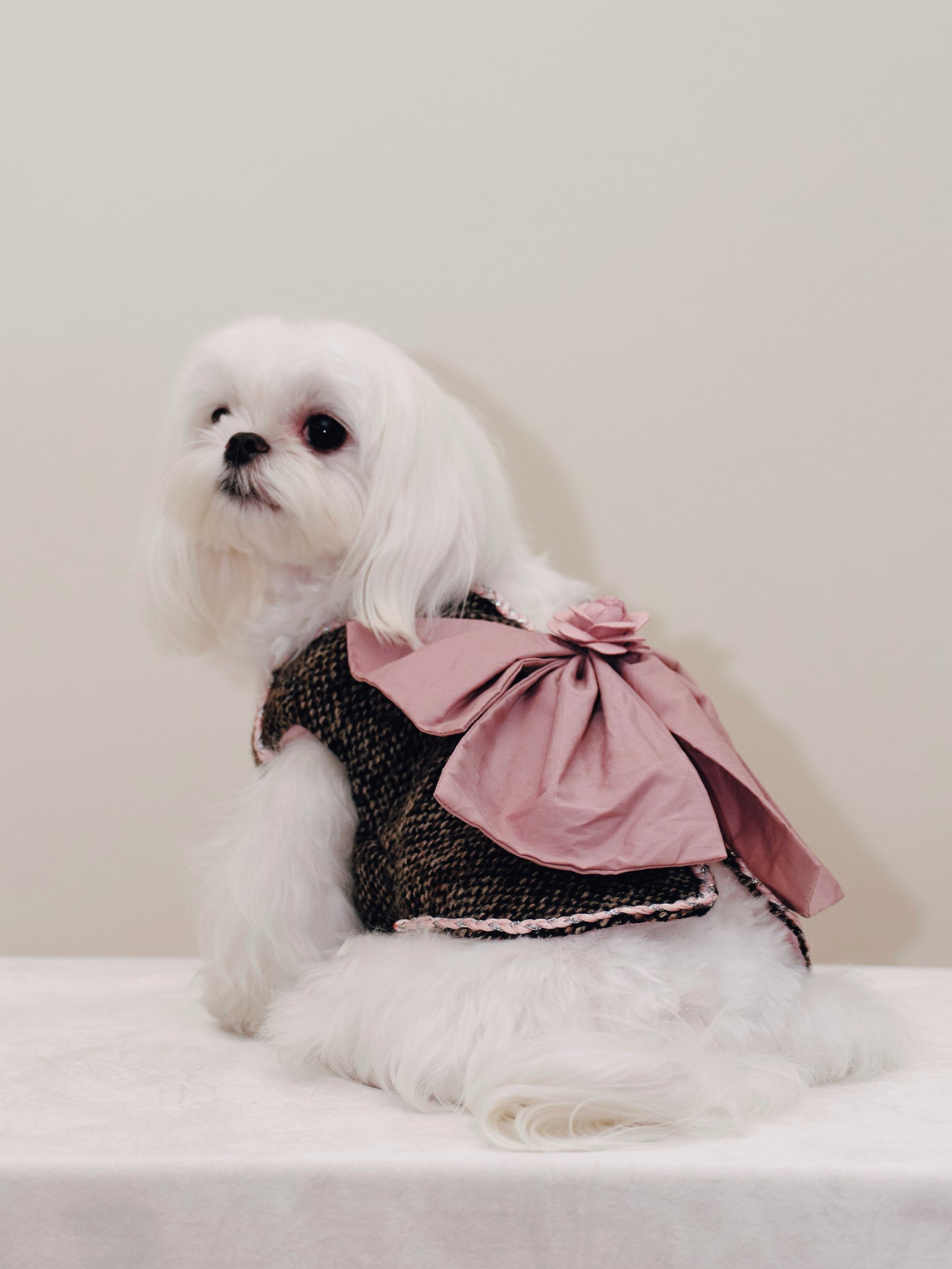 Paninii Teatime Collection