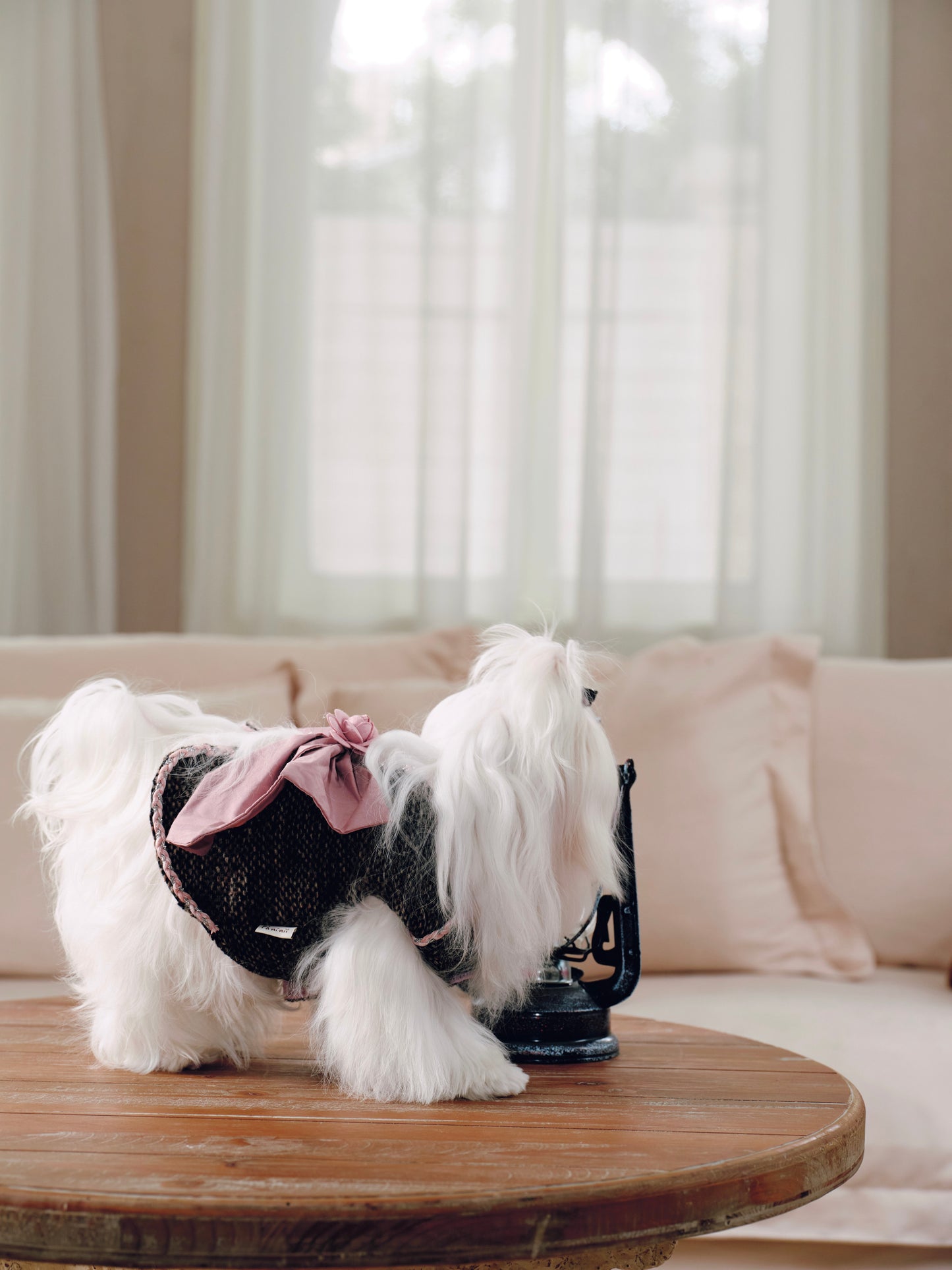 Paninii Teatime Collection