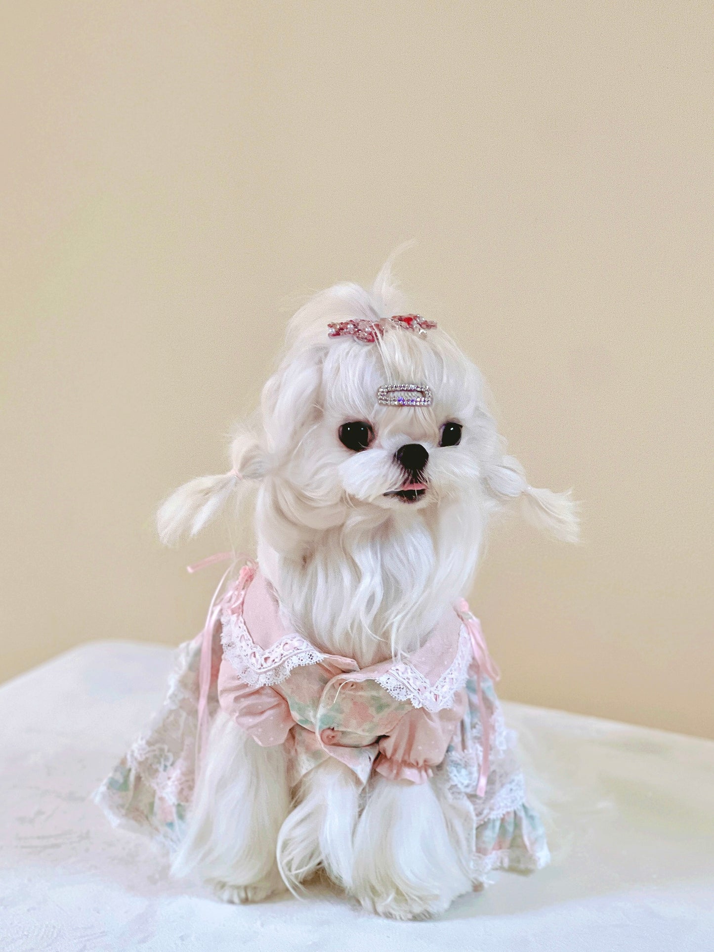 Paninii Garden Collection