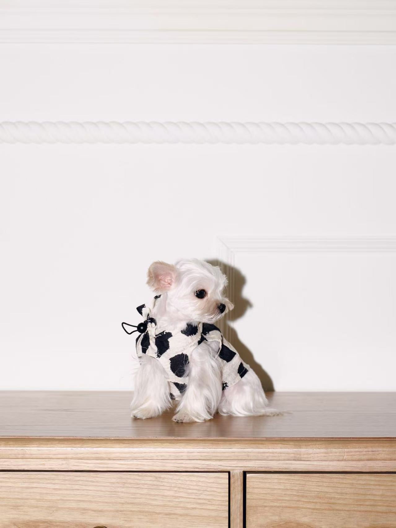 Paninii Artist’s Ink Collection