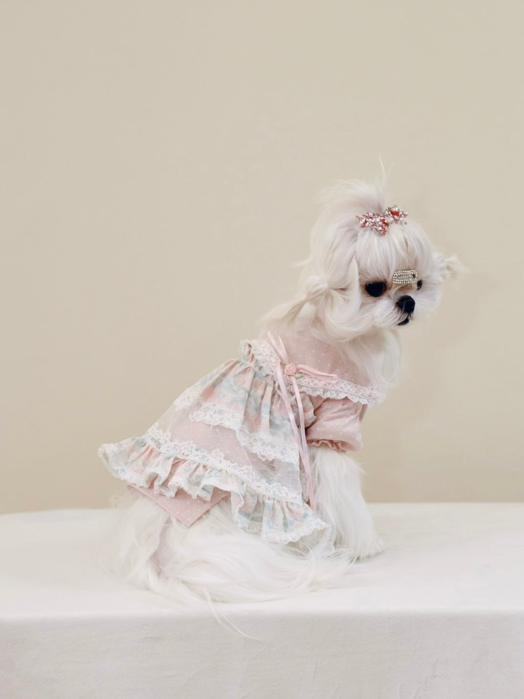 Paninii Garden Collection