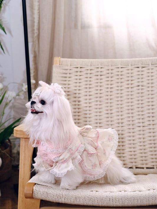 Paninii Garden Collection